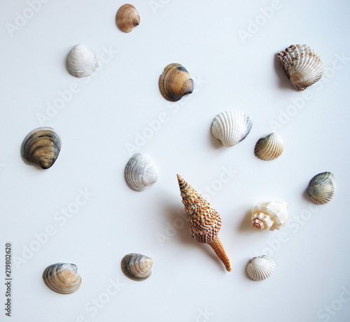 seashells on white background top view, travel and holiday concept design