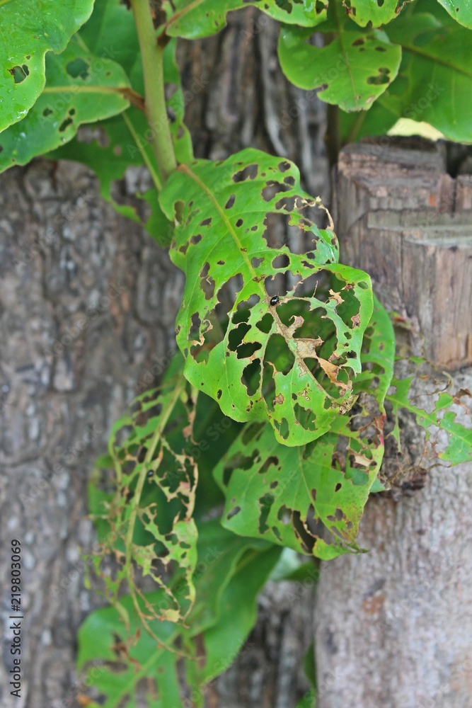 Leaf, many insects bite it, see to strange but be beautiful. Leaf, many insects bite it, see to strange but be beautiful.