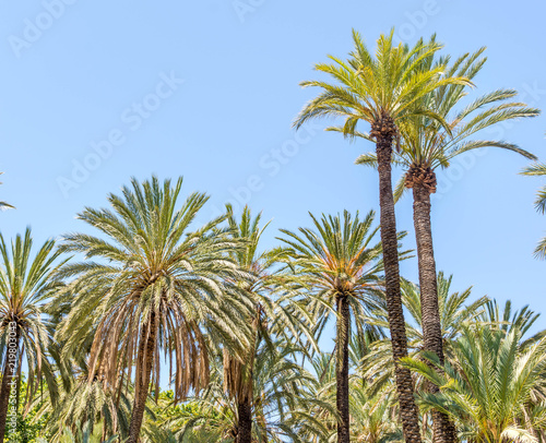 Palm trees in Italy