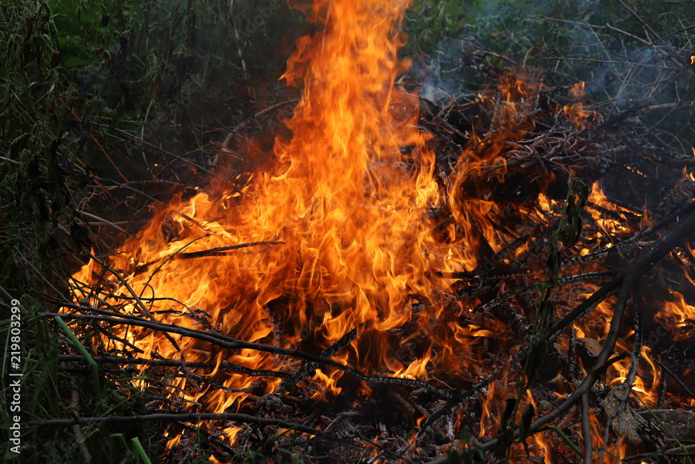 Fire in the forest, burning a huge flame of fire Fire in the forest, burning a huge flame of fire