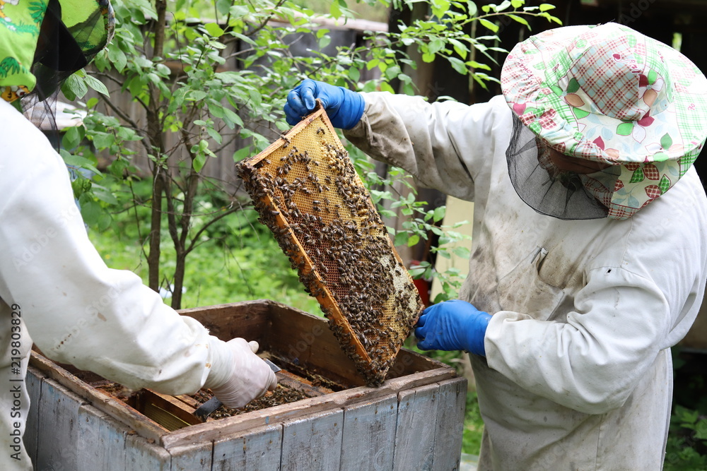 Beekeeper maintains the beehives. Holds frame with honey in the hands of and looks Beekeeper maintains the beehives. Holds frame with honey in the hands of and looks