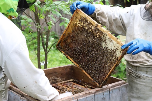 Beekeeper maintains the beehives. Holds frame with honey in the hands of and looks.