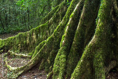 Detail of Atlantic Forest vegetation