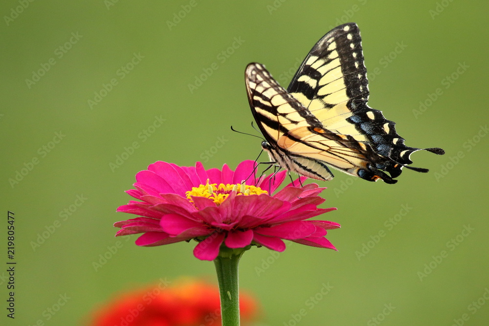 Obraz premium W ciepłe letnie popołudnie w moim ogrodzie motyl paziowatych wschodni żywi się dziedzicznymi kwiatami cynii.