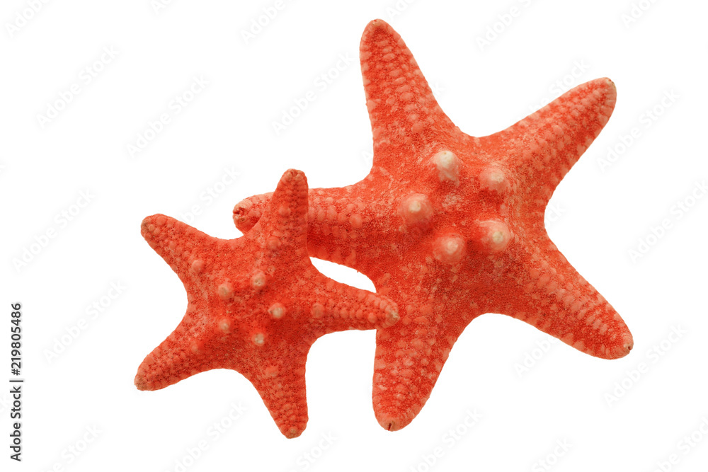 Two red starfish isolated on white Two red starfish isolated on white