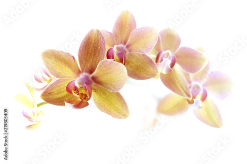 Orchidee Blüten vor weißem Hintergrund