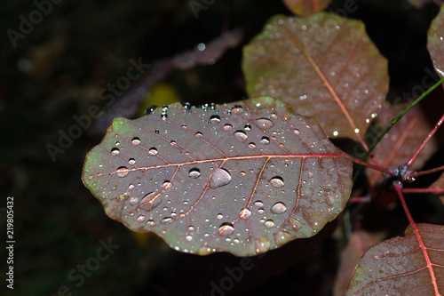 crimson leaves in the fall with dew drops close photo