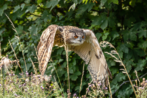 A huge Eagle Owl flying low over dense green foliage on a sunny day
