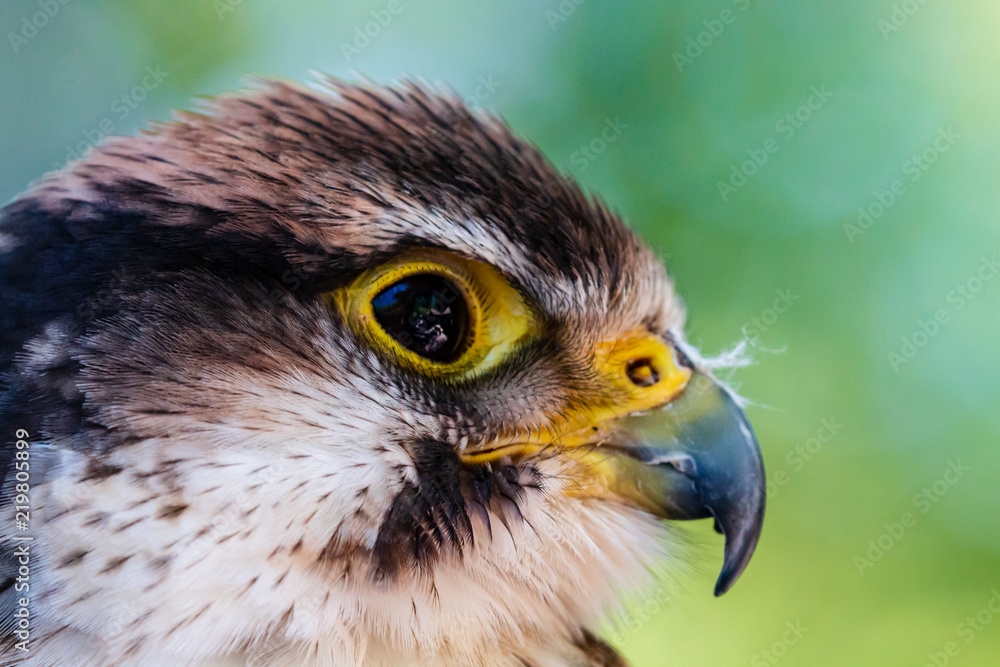 Fototapeta premium Closeup of a beautiful Peregrine Falcon on a perch