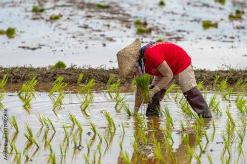Thai farmer transplant rice seedlings in a paddy field during the rainy season
