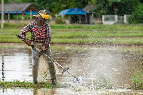 Thai farmer prepare the paddy field for rice seedling transplant during the rainy season