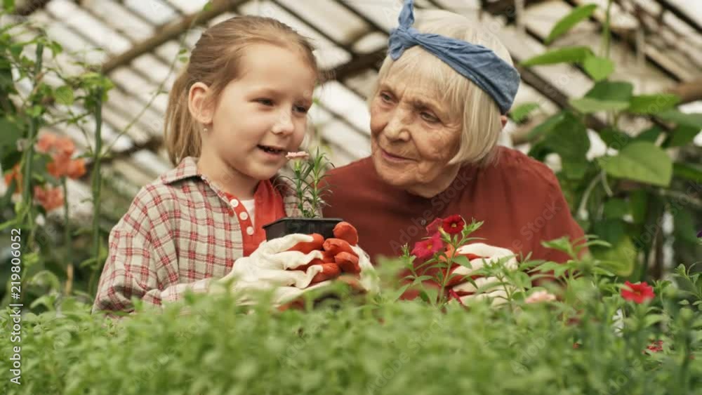 PAN of happy senior woman with grey hair spending time with cute little granddaughter in greenhouse with lush greenery. She is showing her potted flower plant and talking PAN of happy senior woman with grey hair spending time with cute little granddaughter in greenhouse with lush greenery. She is showing her potted flower plant and talking