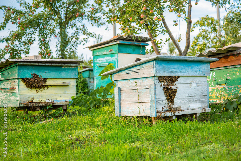Hives in an apiary with bees flying to the landing boards in a green garden. Hives in an apiary with bees flying to the landing boards in a green garden.