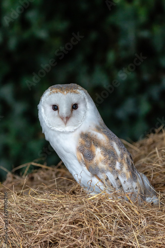 A small, cute Barn Owl on a bale of hay inside a farm