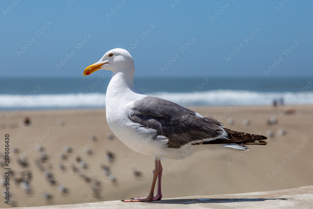 Fototapeta premium A Side View of a Seagull