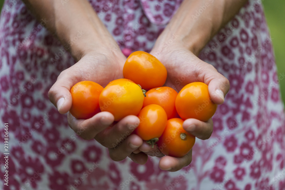 Yellow tomatoes in female hands. Yellow tomatoes in female hands.