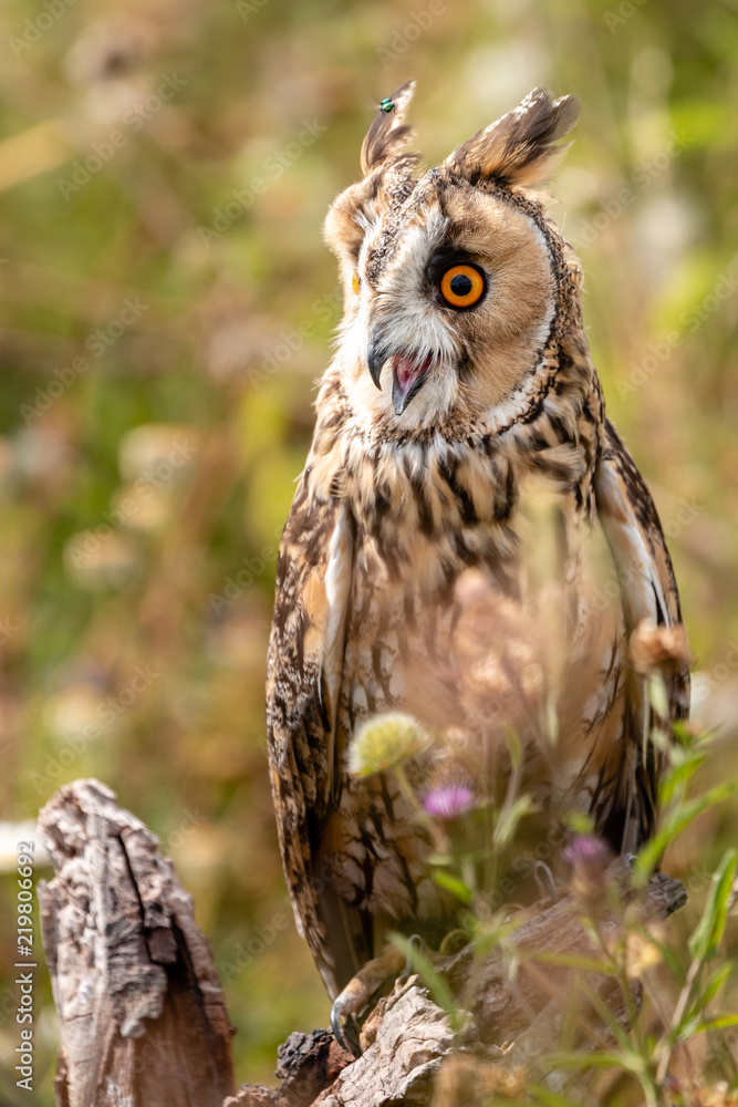A slightly crazy looking Long Eared Owl perched on a wooden post in a long, grassy meadow A slightly crazy looking Long Eared Owl perched on a wooden post in a long, grassy meadow