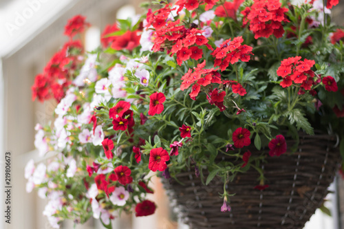 Close-up: hanging wooden basket with beautiful flowers of red verbena and white petunia is on outside of a house. Concept: English garden style and gardening.