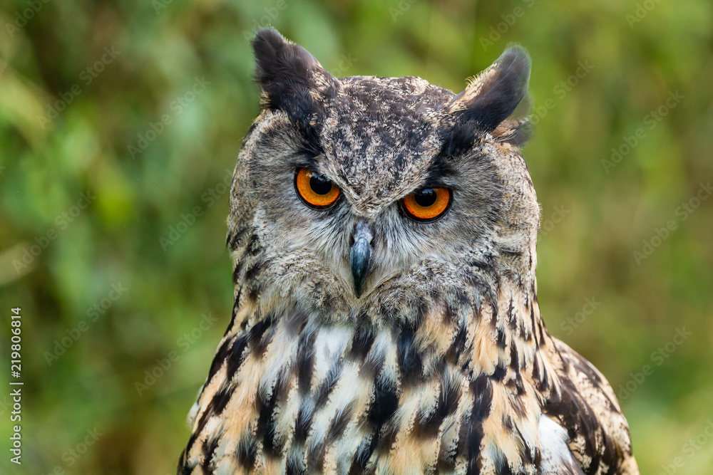 Closeup of a beautiful Eagle Owl standing in a field in summertime Closeup of a beautiful Eagle Owl standing in a field in summertime