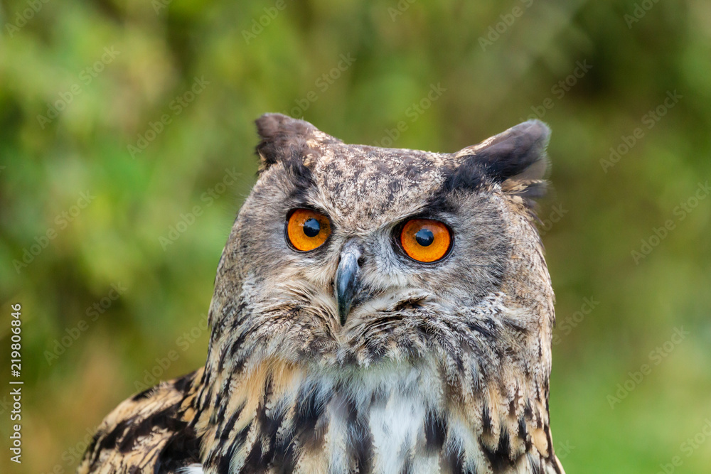 Closeup of a beautiful Eagle Owl standing in a field in summertime Closeup of a beautiful Eagle Owl standing in a field in summertime