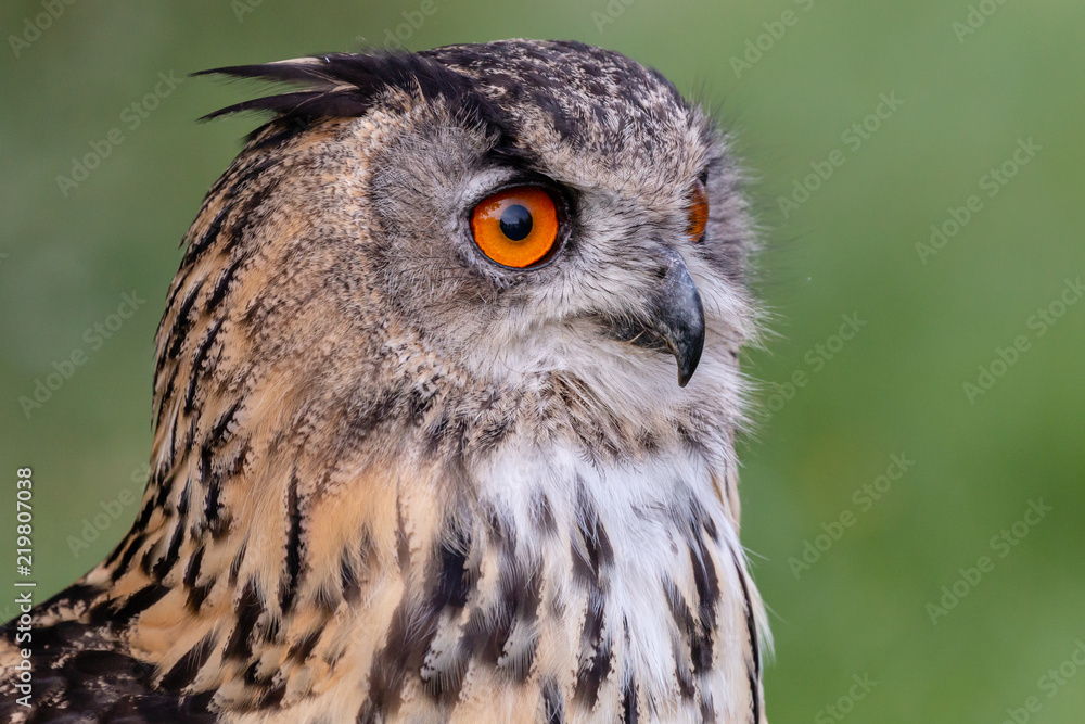 Obraz premium Closeup of a beautiful Eagle Owl standing in a field in summertime