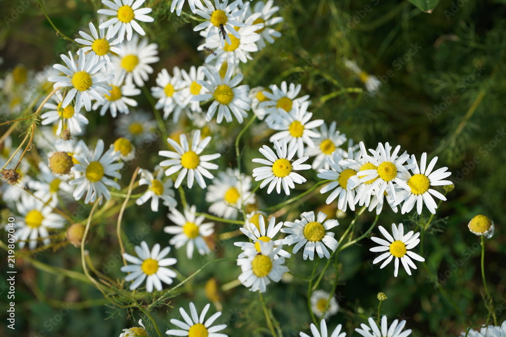 Fototapeta premium blume weis