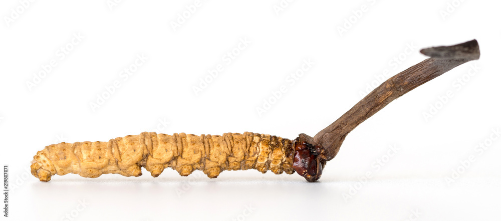 Ophiocordyceps sinensis (CHONG CAO, DONG CHONG XIA CAO) or mushroom cordyceps this is a herbs on isolated background. Medicinal properties in the treatment of diseases. National organic medicine. Ophiocordyceps sinensis (CHONG CAO, DONG CHONG XIA CAO) or mushroom cordyceps this is a herbs on isolated background. Medicinal properties in the treatment of diseases. National organic medicine.