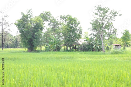 Farmhouse banana plantations