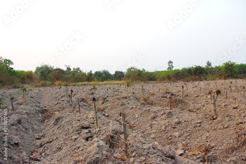 Farmhouse banana plantations