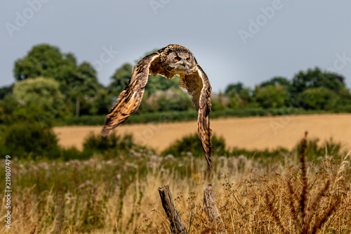 A majestic Eagle Owl flying low over a yellow  grassy meadow in the countryside