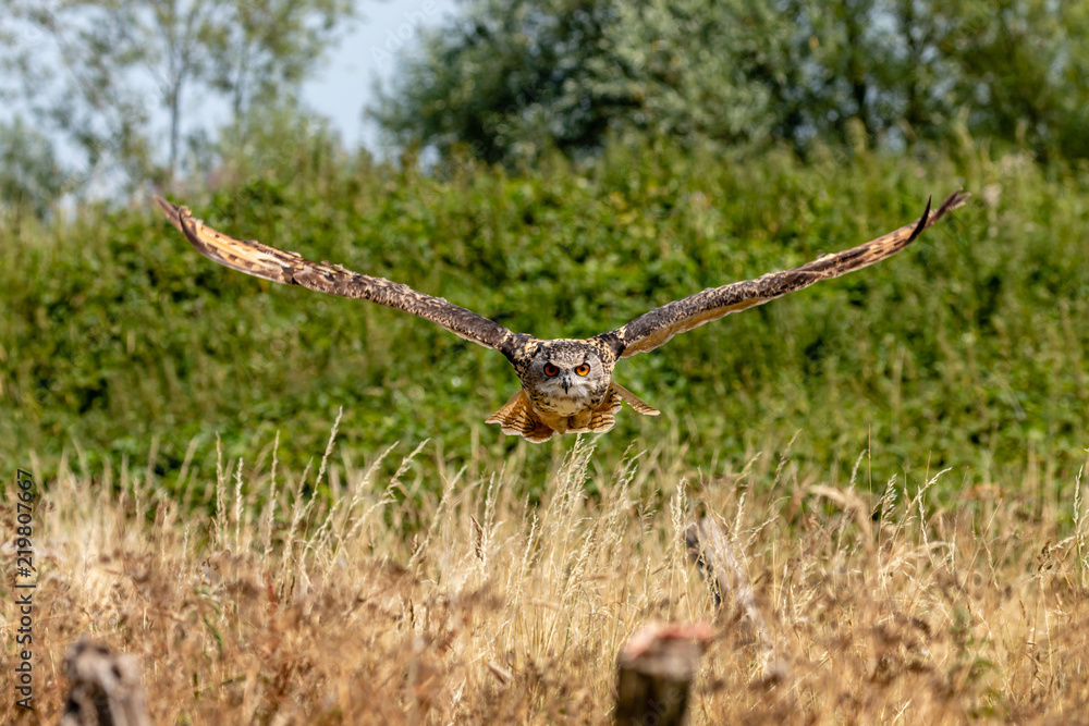 A huge, majestic Eagle Owl flying low over a yellow, dry field in summertime A huge, majestic Eagle Owl flying low over a yellow, dry field in summertime
