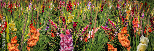 Panorama Gladiolen auf freiem Feld, Gladiolus Amicitia photo