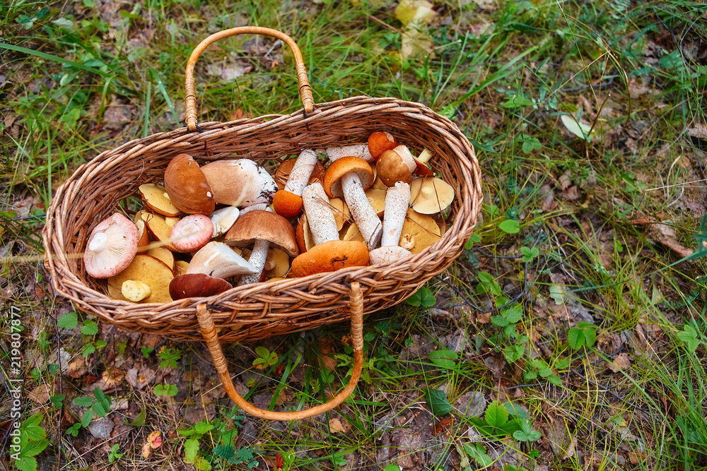 Mushrooms in a basket on a juicy green grass Mushrooms in a basket on a juicy green grass
