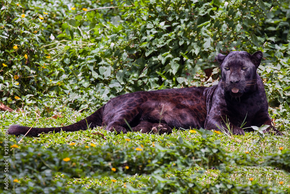 Black panther. Black panther.