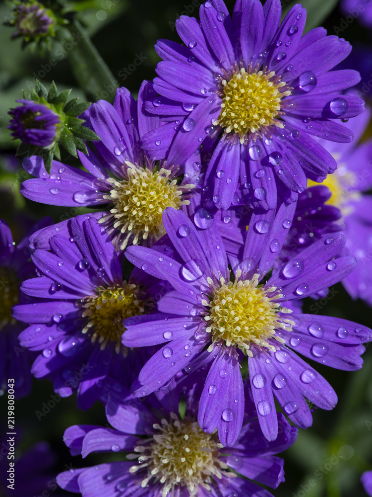 Obraz premium New York aster (Symphyotrichum novi-belgii); raindrops on petals