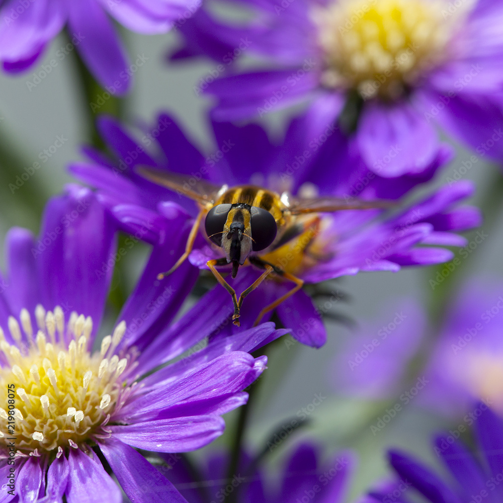 Sunfly (Helophilus pendulus) drinking on New York aster (Aster novi-belgii) Sunfly (Helophilus pendulus) drinking on New York aster (Aster novi-belgii)