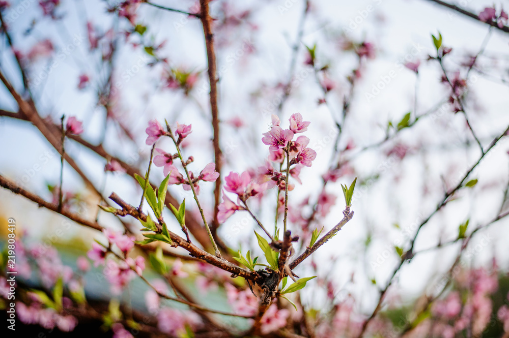 Beautiful Sakura trees in Thailand like Obuse-machi, Nagano Prefecture. Light pink in winter Beautiful Sakura trees in Thailand like Obuse-machi, Nagano Prefecture. Light pink in winter