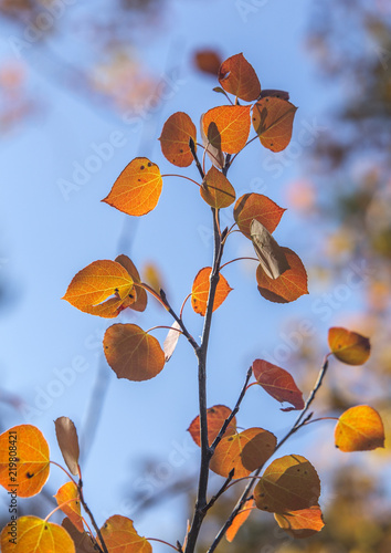 yellow and orange aspen leaves in autumn, Wyoming