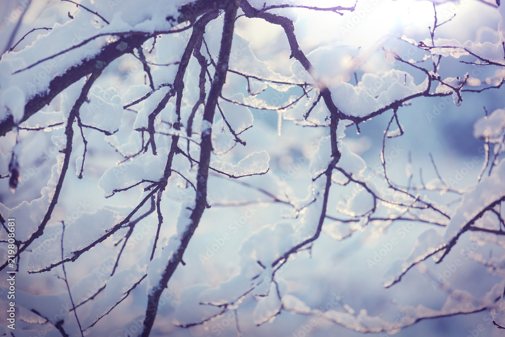 Fototapeta premium Frozen tree