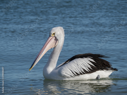 Australian Pelican Bird 