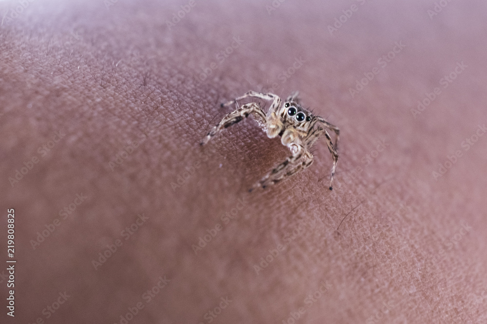 Obraz premium Close Up image of Jumping Spider on Man Hand with blur background.Selective Focus.Visible Noise due to High ISO