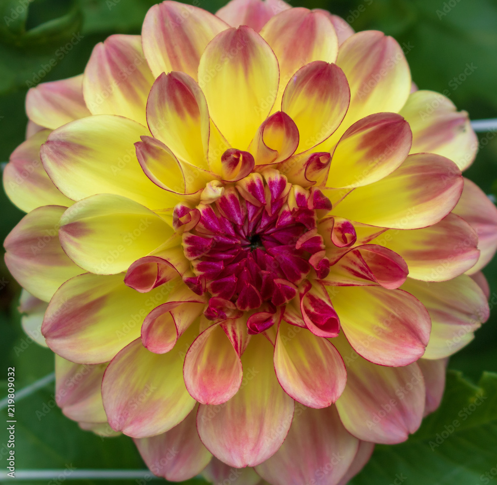 Yellow dahlia with red accents macro