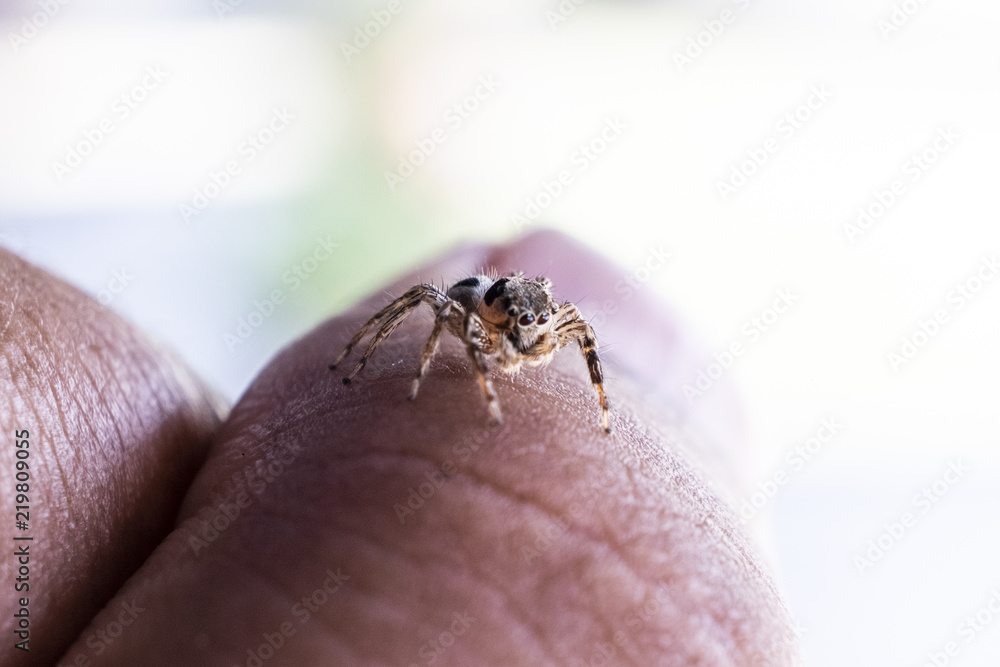 Obraz premium Close Up image of Jumping Spider on Man Hand with blur background.Selective Focus.Visible Noise due to High ISO