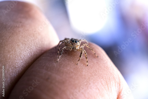 Close Up image of Jumping Spider on Man Hand with blur background.Selective Focus.Visible Noise due to High ISO