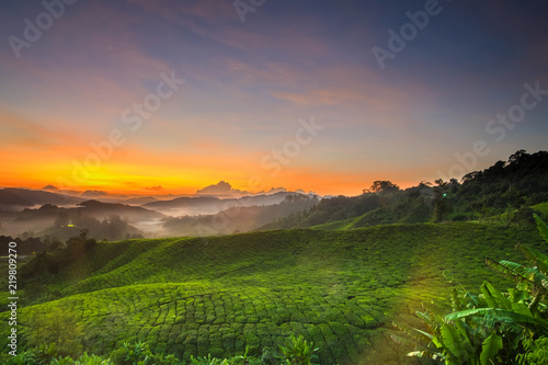 sunrise scenery at Tea Plantation,Cameron Highland Malaysia. soft focus,blur available when veiw at full resolution.