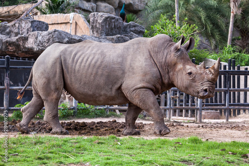 Big rhino.