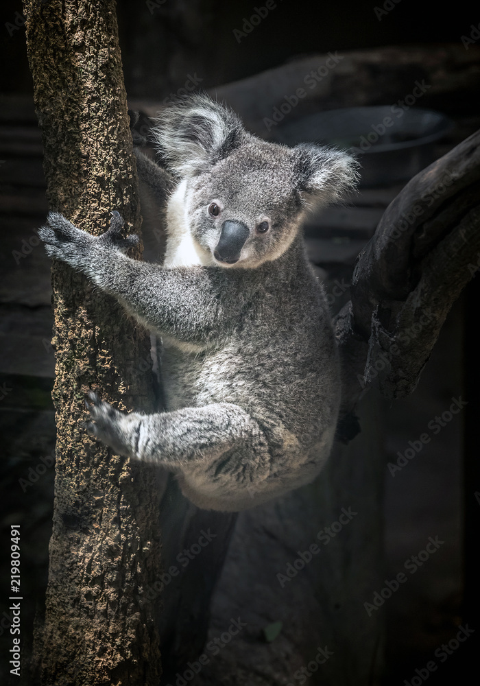 Fototapeta premium koala bear cute.
