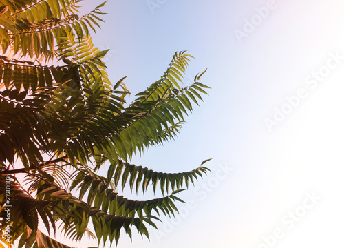 Palm trees against blue sky. simple beautiful background