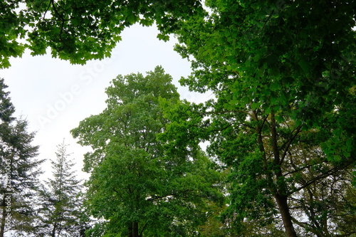 Baumkronendach im Mai in Ritterhude