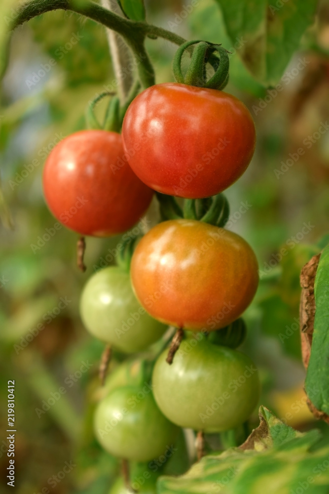 Bunch of ripe and unripe cherry tomatoes in a greenhouse